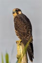 Fast and furious Peregrine Falcon