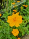 Canyon daisy-Tagetes-Ata pethiya Royalty Free Stock Photo