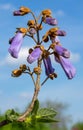 Fast growing tree Paulownia flower over blue sky with clouds.