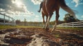 A fast horse runs along a paddock surrounded by a white fence. Bottom shot from behind