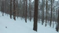 Fast maneuverable flight between trees in a winter forest in snowfall. Snowflakes fall right into the camera