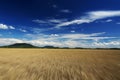 Fast motion over the wheat field in summer time Royalty Free Stock Photo