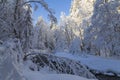 Fast mountain river in the winter snowy forest Royalty Free Stock Photo