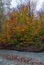 Fast mountain river and yellow autumn forest Royalty Free Stock Photo