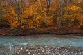 Fast mountain river and yellow autumn forest Royalty Free Stock Photo