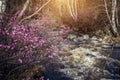 A fast mountain stream and flowering shrub on the bank. Spring pink rhododendron flowers on the background of rushing water in a Royalty Free Stock Photo