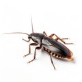 3d Cockroach On White Background - Precisionist Style