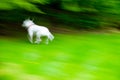 Fast Puppy Royalty Free Stock Photo