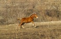 Fast red horse run on the field Royalty Free Stock Photo