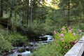 Fast river through the forest in the alps mountain. Royalty Free Stock Photo