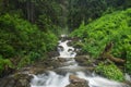 Fast river in the summer forest