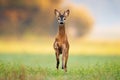 Fast roe deer buck coming closer in green summer nature Royalty Free Stock Photo