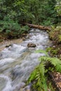 Fast running creek, Henry Cowell State Park, Felton, California