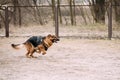 Fast running German Shepherd Dog at training. Alsatian Wolf Dog Royalty Free Stock Photo