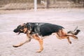 Fast running German Shepherd Dog at training. Alsatian Wolf Dog Royalty Free Stock Photo