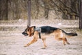 Fast running German Shepherd Dog at training. Alsatian Wolf Dog Royalty Free Stock Photo