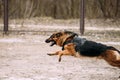 Fast running German Shepherd Dog at training. Alsatian Wolf Dog Royalty Free Stock Photo