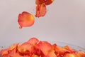 Fast shutter speed falling rose petals