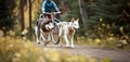 Fast Siberian Husky sled dogs pulling bike with cyclist in forest. Generative AI