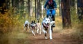 Fast Siberian Husky sled dogs pulling bike with cyclist in forest. Generative AI