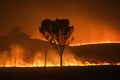 Fast spreading wildfires depict climate changes ecological impacts