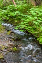 Fast streaming creek, Girdwood, Alaska, USA Royalty Free Stock Photo