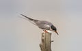 The fast and swift Roseate Tern