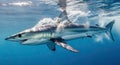 Majestic Mako Shark Swimming in Clear Blue Ocean Water Royalty Free Stock Photo