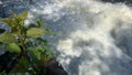 Fast water flow on a small dam on river in forest, sunny weather