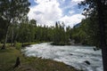 Fast water stream in mountain river with coniferous forest, Altai republic, Siberia, Russia. Beautiful scenery. Wildlife of the