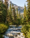 Fast water stream in wild mountain creek in Joffre Lakes Provincial Park green forest landscape. Royalty Free Stock Photo