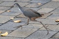 Fast White breasted waterhen running across a brick pathway