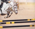 A fast white racehorse with a rider in the saddle jumps over the yellow-black barrier at a show jumping competition Royalty Free Stock Photo