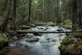 Fast white river in the coniferous forest