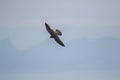 Soaring Peregrine Falcon with Majestic Mountain Backdrop