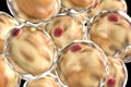 Fat adipose cells Royalty Free Stock Photo