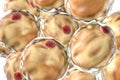 Fat adipose cells Royalty Free Stock Photo
