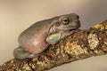 Fat Australian Tree Frog, Litoria Caerulea, sitting on a single branch. Royalty Free Stock Photo