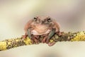 Fat Australian Tree Frog, Litoria Caerulea, sitting on a single branch. Royalty Free Stock Photo