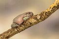 Fat Australian Tree Frog, Litoria Caerulea, sitting on a single branch. Royalty Free Stock Photo