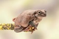 Fat Australian Tree Frog, Litoria Caerulea, sitting on a single branch. Royalty Free Stock Photo