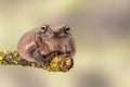 Fat Australian Tree Frog, Litoria Caerulea, sitting on a single branch. Royalty Free Stock Photo