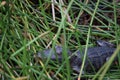 Baby Alligator Basking in Wetlands Royalty Free Stock Photo