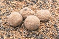 Fat balls on bird seeds