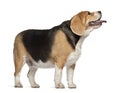 Fat Beagle, 3 years old, standing Royalty Free Stock Photo