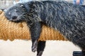 The fat bear Binturong sleeping pleasantly and comfortably on his plaything in a fine day