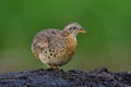 Fat bird on the dirt high with soft lighting and green environment, yellow-legged buttonquail Royalty Free Stock Photo