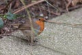 Fat Bird on a Rock Pathway Royalty Free Stock Photo