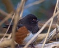 A fat bird standing alone