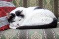 Fat black and white cat sleeping on pillow Royalty Free Stock Photo